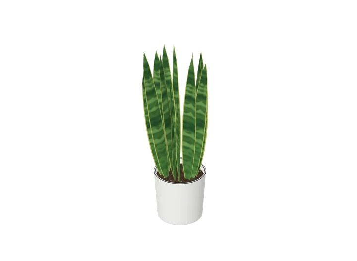 Bogenhanf groß als 3D-Modell