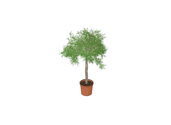 Ficus (Birkenfeige) groß als 3D-Modell