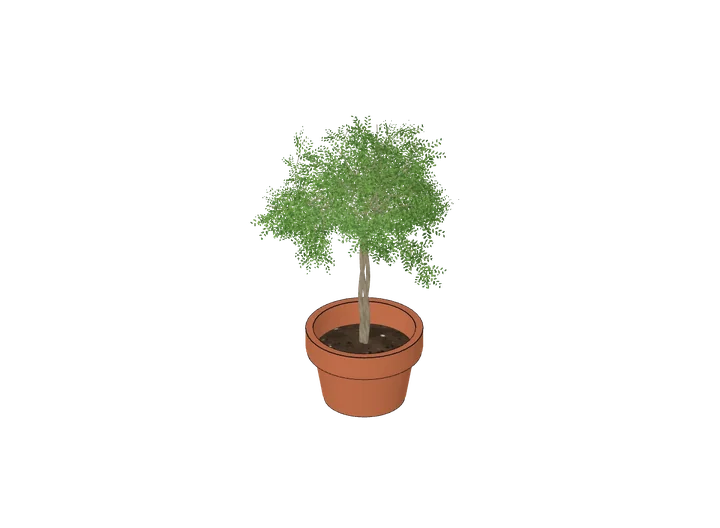 Ficus (Birkenfeige) klein (Schreibtisch) als 3D-Modell