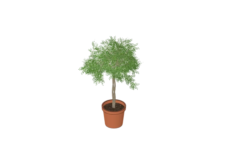 Ficus (Birkenfeige) mittel als 3D-Modell