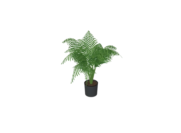 Kentia-Palme groß als 3D-Modell