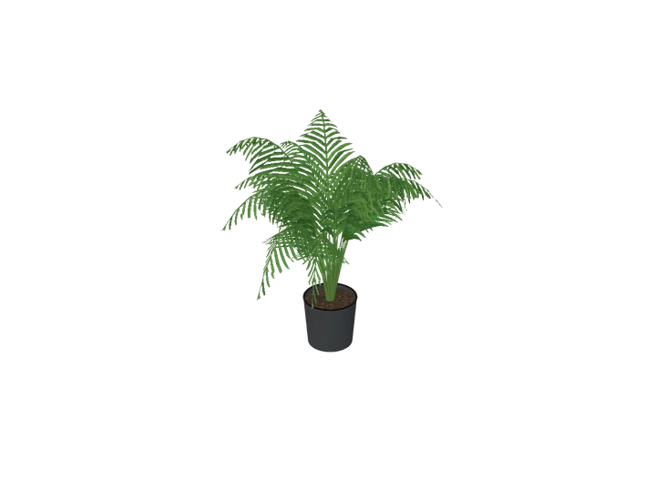 Kentia-Palme mittel als 3D-Modell