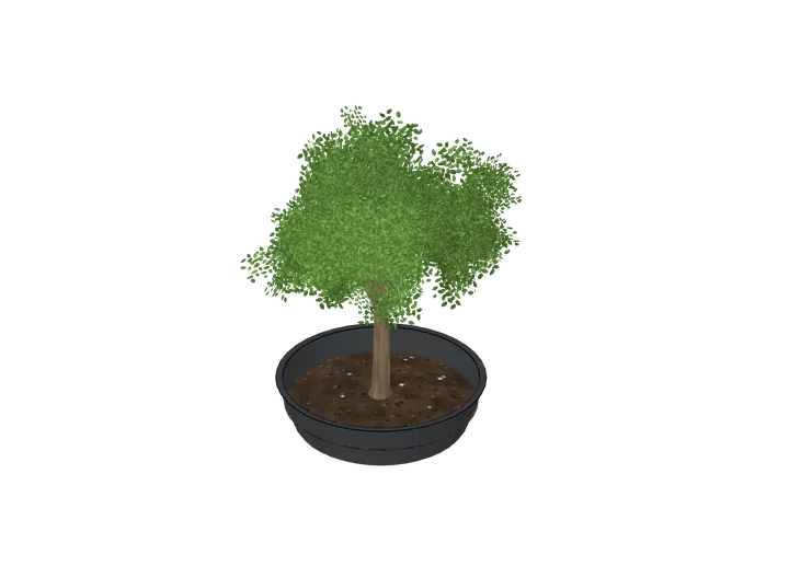 Laubbaum klein (Bonsai, Schreibtisch) als 3D-Modell