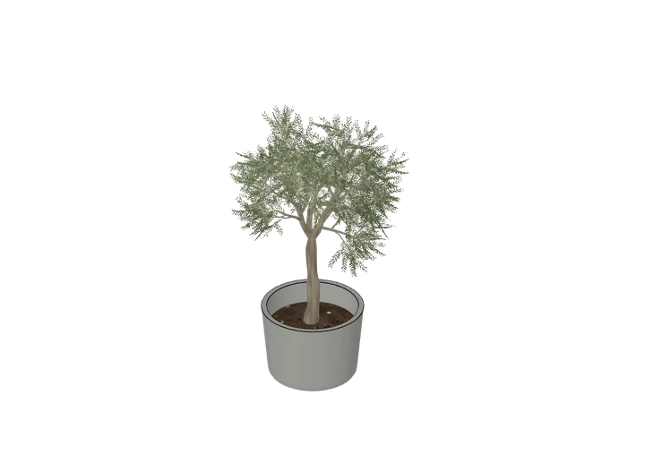 Olivenbaum klein (Schreibtisch) als 3D-Modell