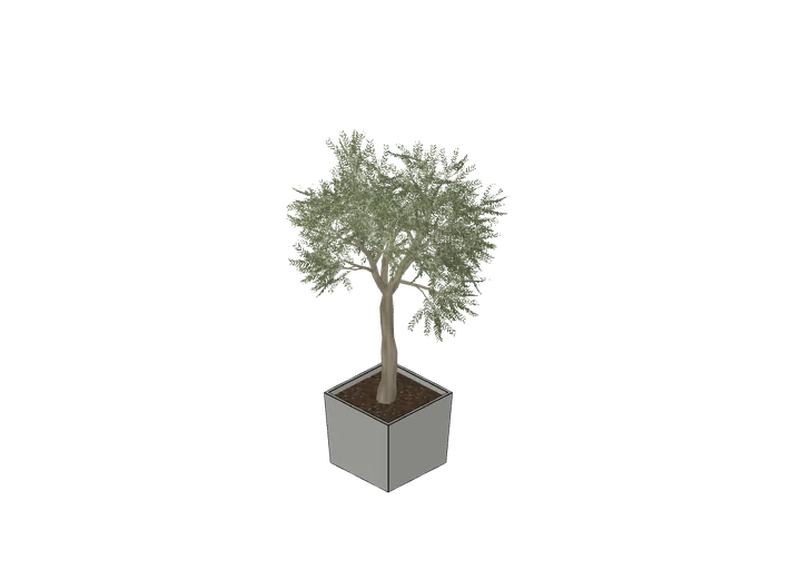 Olivenbaum im Kübel, groß als 3D-Modell