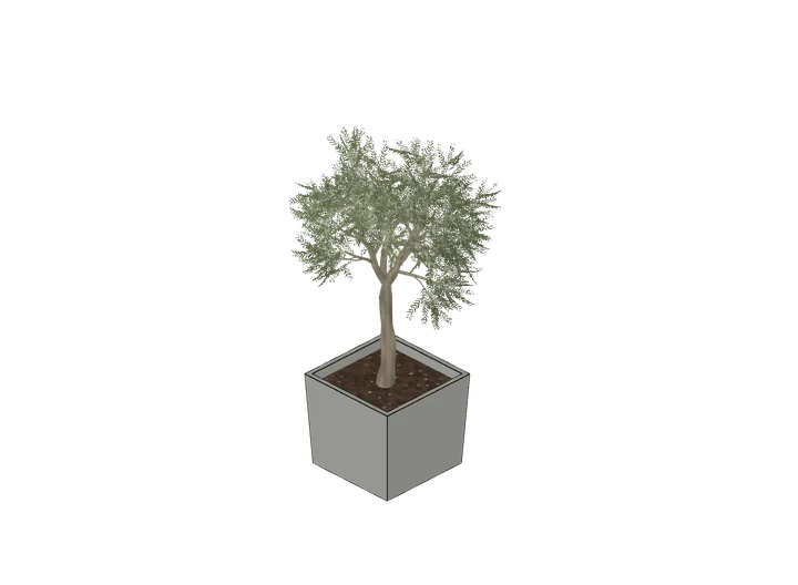 Olivenbaum im Kübel, mittel als 3D-Modell